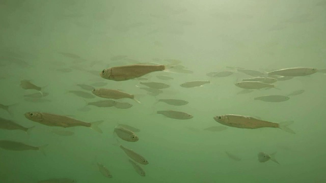 水下鱼群。海洋生物以工业渔业和农业为主题。视频素材