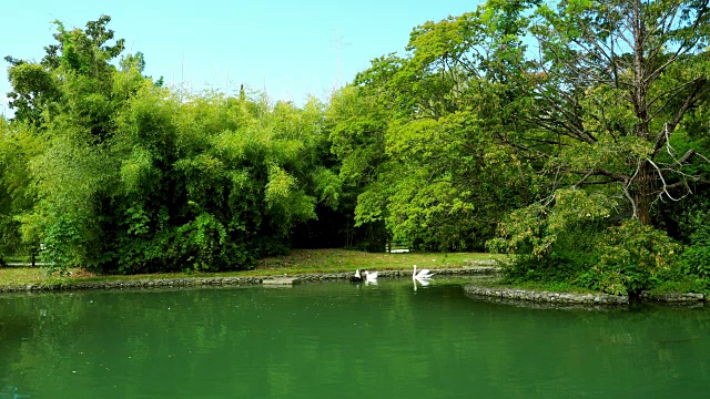 夏天宁静的池塘视频素材