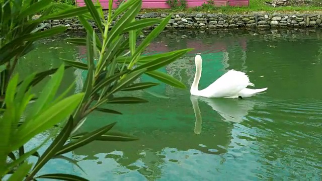 夏天宁静的池塘视频素材