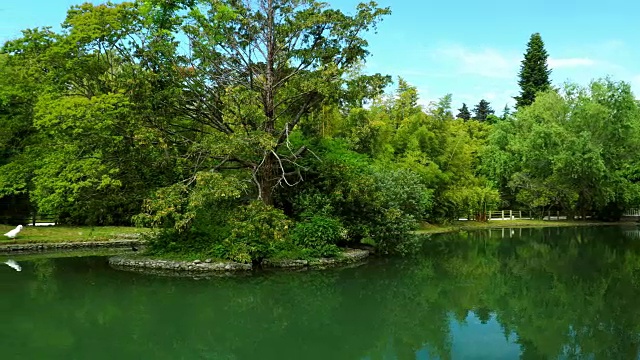 夏天宁静的池塘视频素材