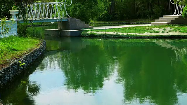 夏天宁静的池塘视频素材