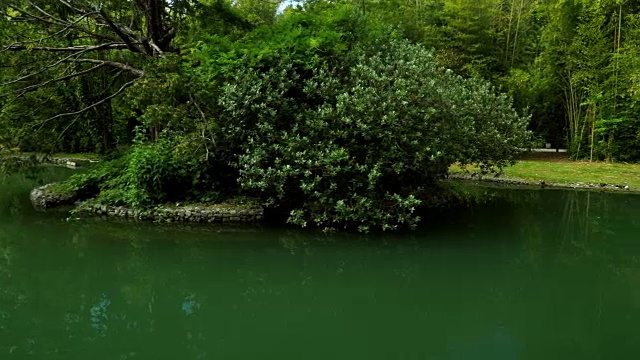 夏天宁静的池塘视频素材