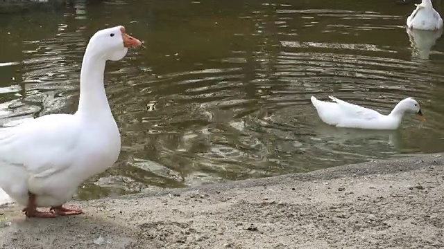 鹅沿着海岸散步视频素材