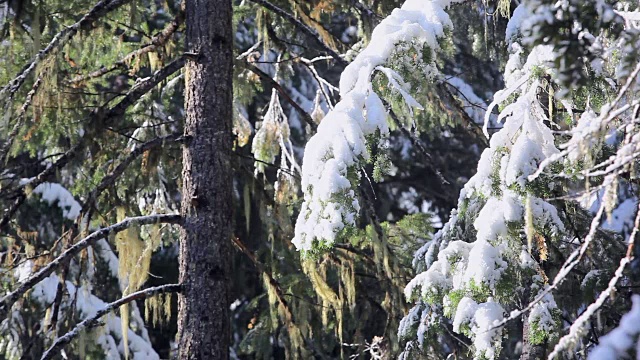 封锁:雪在松树叶子上融化视频素材