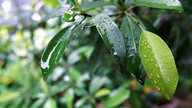 慢镜头:雨后树叶上的雨滴，大自然的清新视频素材