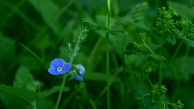 在春天的花朵。视频素材