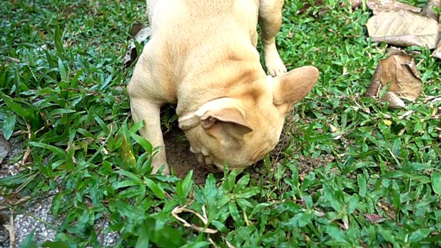 法国斗牛犬挖掘。缓慢的运动。视频素材