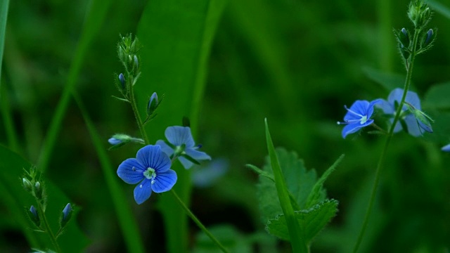 紫花植物野外特写视频素材