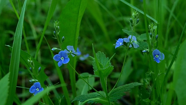 在春天的花朵。视频素材