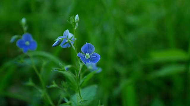 在春天的花朵。视频素材