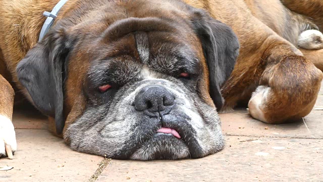 特写德国拳师犬头视频素材