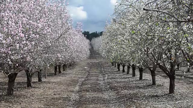 杏树在春天开花视频素材