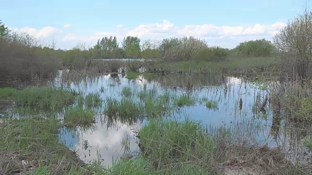 夏日沼泽全景图视频素材