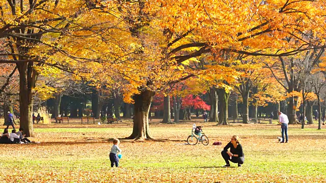 2017年11月29日，在日本东京涩谷代代木公园，母亲和孩子呆在落叶下。视频素材