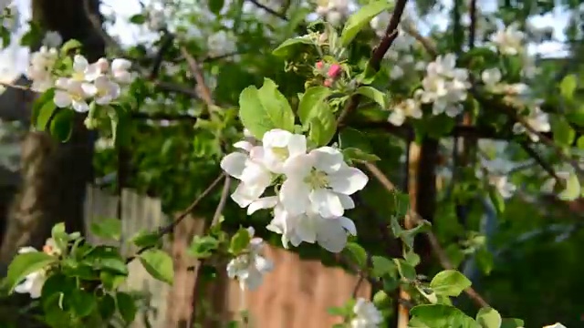 春天开花的苹果树视频素材