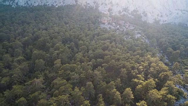 山顶森林和树木顶景视频素材