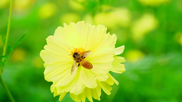 慢镜头:蜜蜂在黄花上采集花粉视频素材