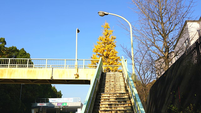 2017年11月29日，在日本东京涩谷代代沟市的蓝天下，秋叶银杏树站在人行高架桥后面。视频素材