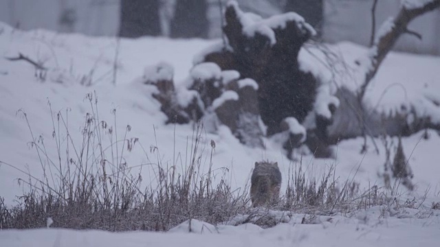 野狼在徘徊大雪约塞米蒂02视频素材