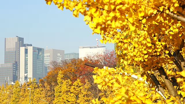 2017年11月29日，日本东京，新宿南区和代代木区高层建筑矗立在一排排秋叶银杏树后。视频素材