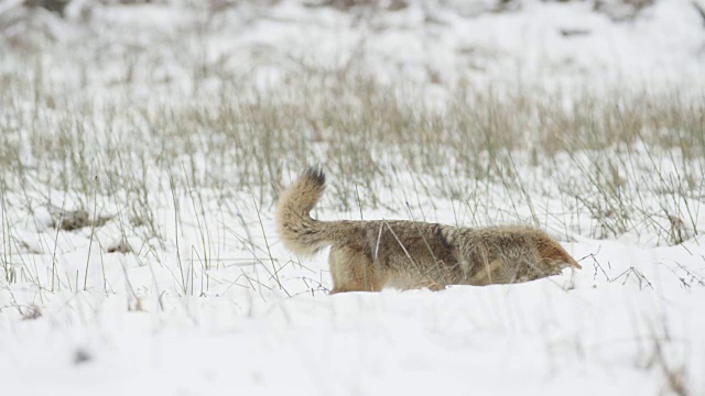 郊狼猛扑，并得到什么雪域约塞米蒂视频素材