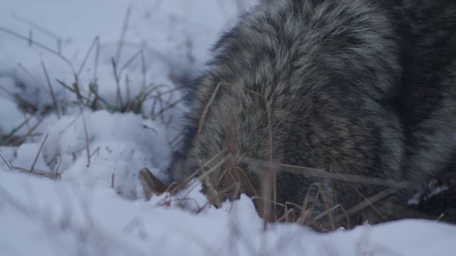 土狼在约塞米蒂雪地里寻找食物视频素材