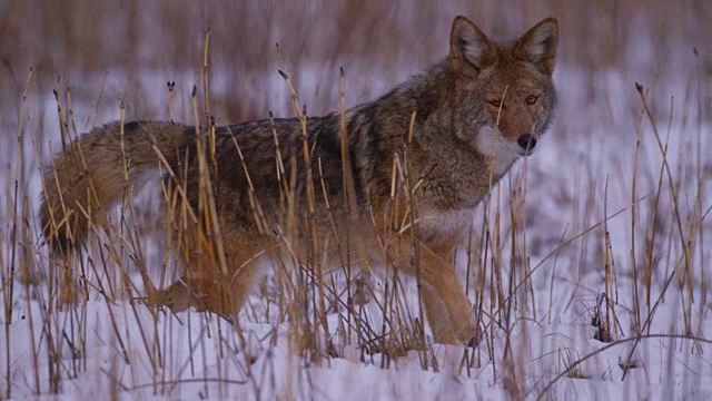 土狼狩猎高草雪约塞米蒂国家公园视频素材