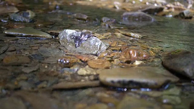 这是一条浅浅的淡水小溪视频素材