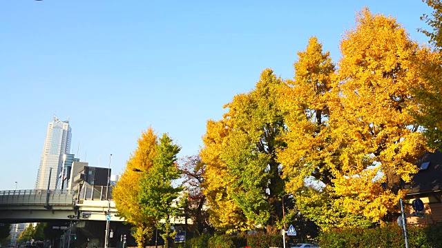 2017年11月29日，日本东京涩谷代代木上野相中，一排排的银杏树在秋日傍晚的阳光下闪闪发光。从后面可以看到东京高速公路。视频素材