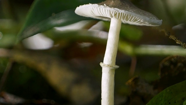 雨后出现在森林地面上的蘑菇真菌视频素材