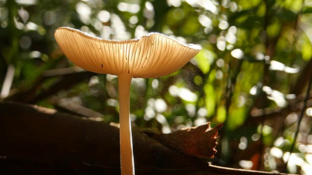 真菌真菌蘑菇释放孢子到空气中视频素材