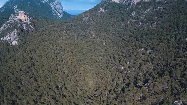 山顶森林和树木顶景视频素材