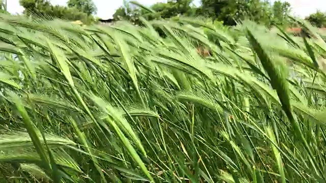 美丽的高草，绿色的植物在风中吹拂视频素材