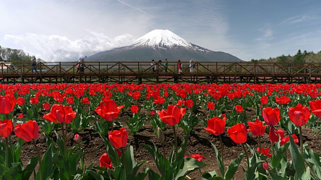 富士山上的一片红色郁金香花丛视频素材