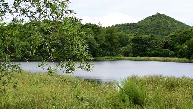 竹叶在风中，眼前的湖景，镜头视频素材