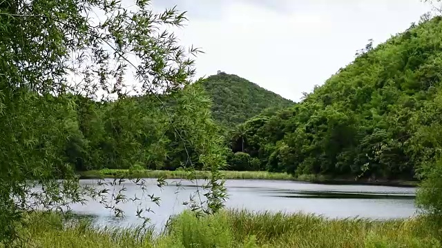 竹叶在风中，眼前的湖景，镜头视频素材