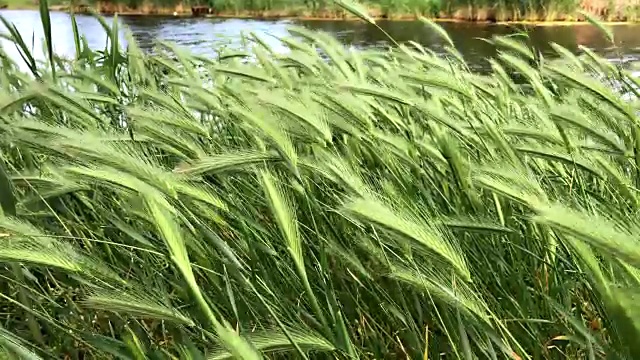 美丽的高草，绿色的植物在风中吹拂视频素材