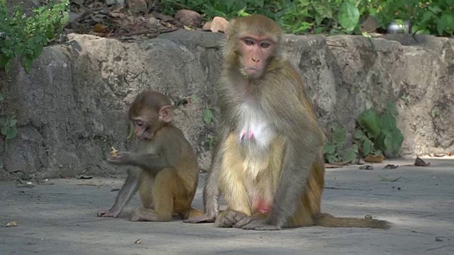 雌猴与幼崽视频素材