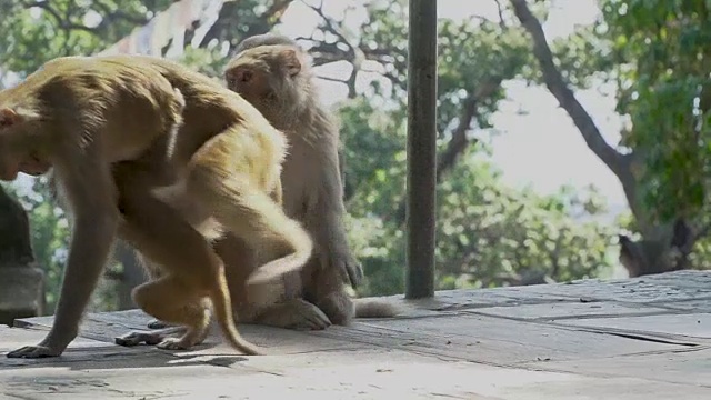 加德满都的猴子视频素材