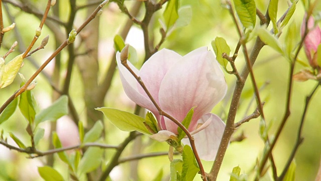 花园里的木兰。视频素材