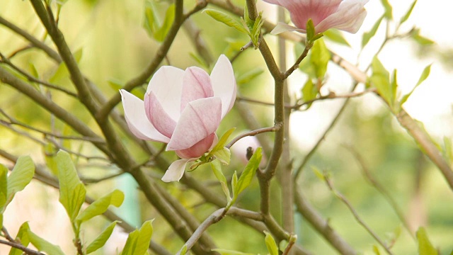 花园里的木兰。视频素材