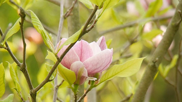 花园里的木兰。视频素材