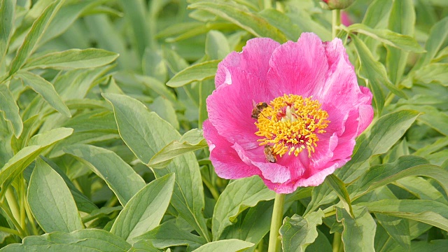 花园里的牡丹。视频素材