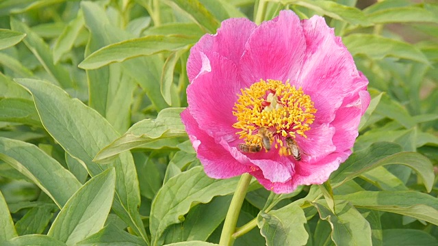 花园里的牡丹。视频素材