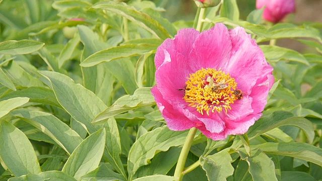 花园里的牡丹。视频素材