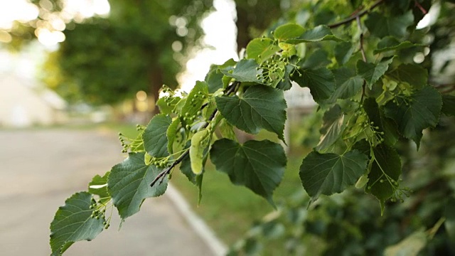 手持拍摄的小菩提树枝与新鲜的叶子视频素材