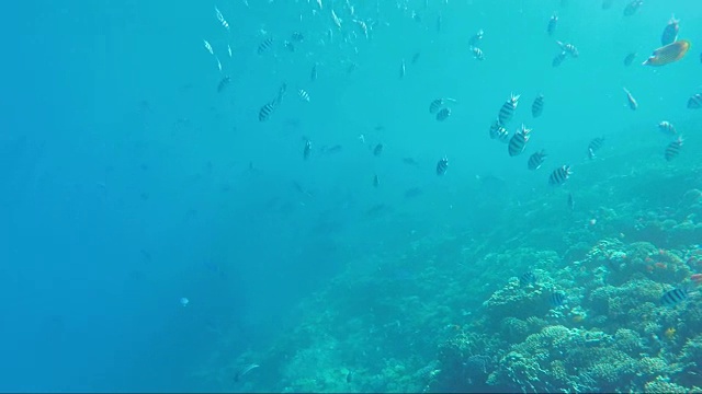 以珊瑚礁为背景的多种海鱼视频素材