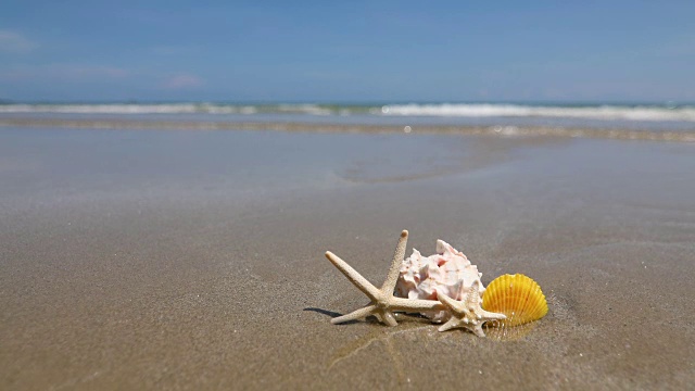 沙滩上的海星和贝壳，清新的热带夏季背景，4K Dci分辨率视频素材