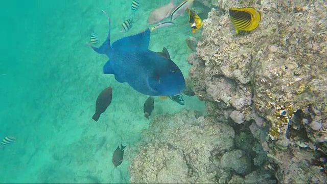 红海里的蓝色大鱼。埃及丰富的海底世界视频素材