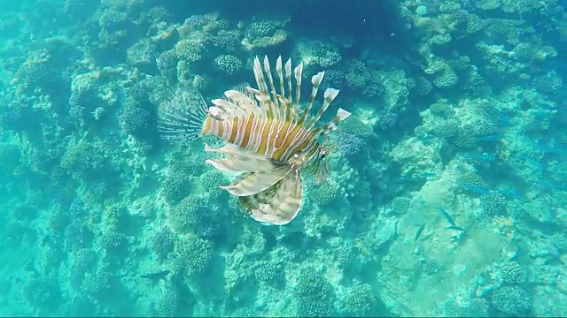 鱼狮子鱼-红海中的危险生物视频素材